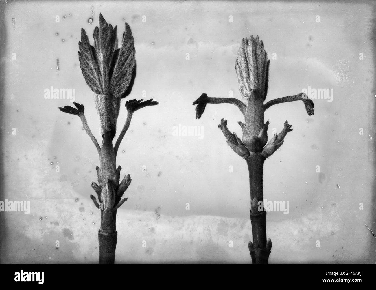 Flaxesche (fraxinus ornus), gemma di fiori rimbalzanti Foto Stock