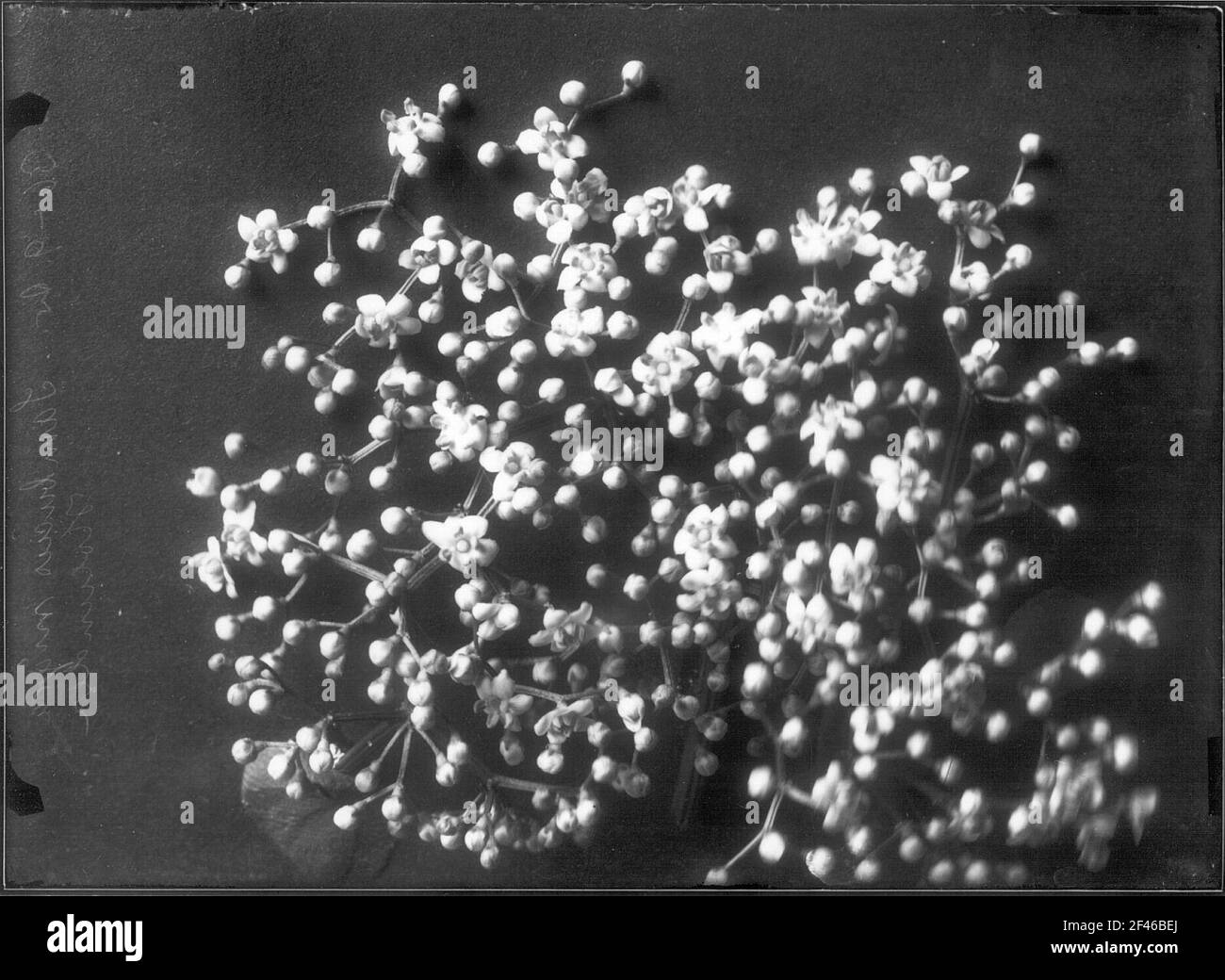 Infiorescenza del Holunder Nero (Sambucus Nigra) Foto Stock