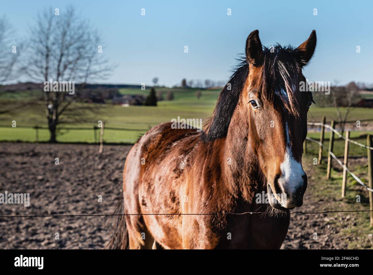 Bruno cavallo prigioniero in un campo di fattoria con creme marrone scuro che splende in una giornata di sole. Tranquillo, bel cavallo di castagno marrone o stallone al di là di una recinzione Foto Stock