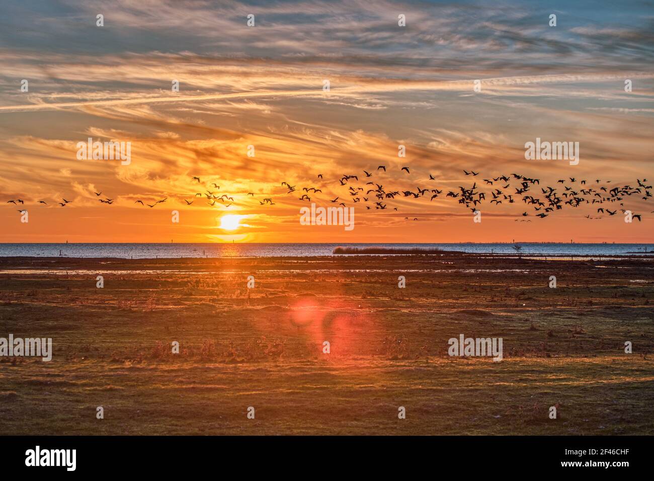 Tramonto sul Mar Baltico a Bunkeflo Strandangar. Gregge di uccelli marini che attraversano la scena al tramonto sulla verde riserva naturale che trasporta tranquillità Foto Stock