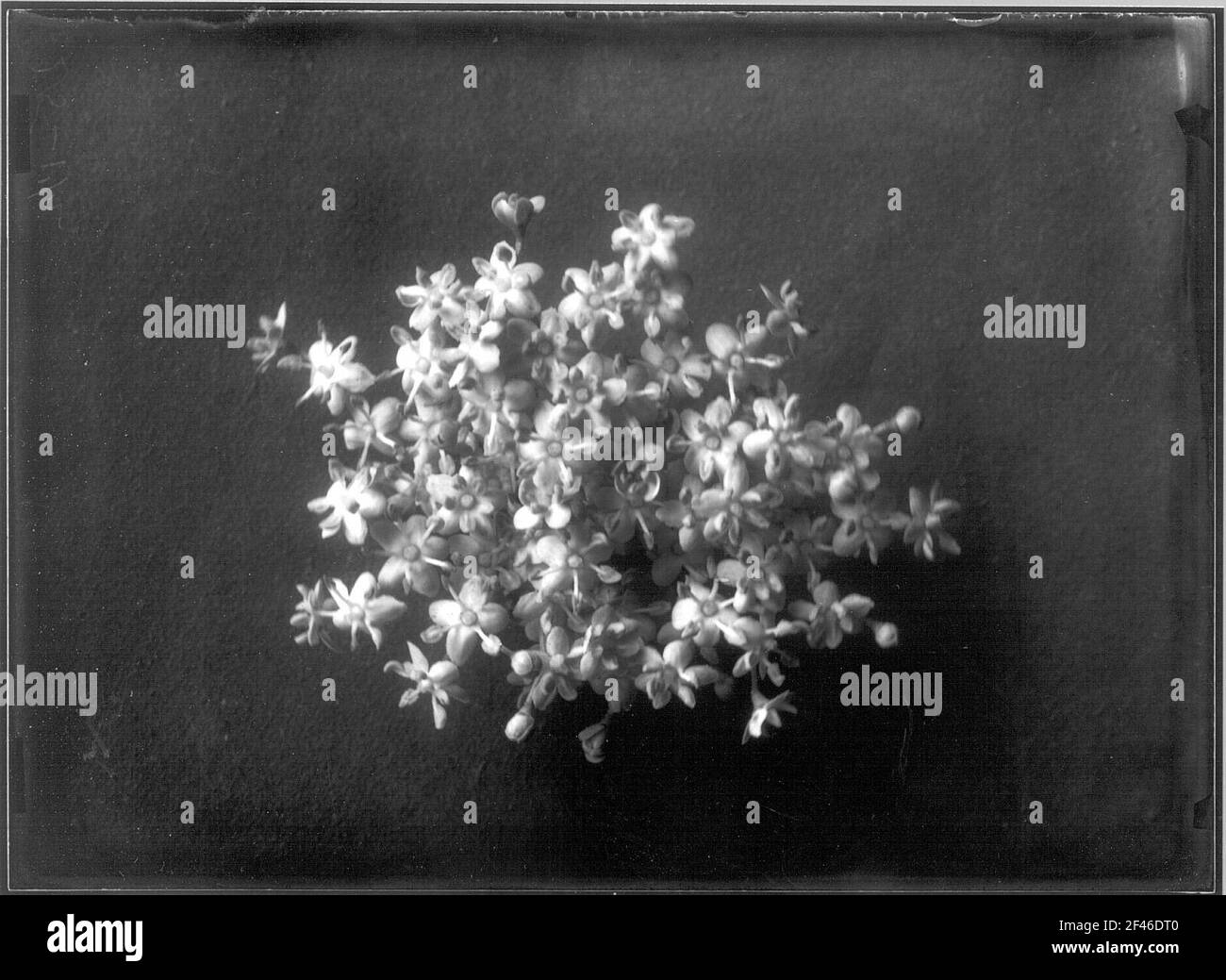 Infiorescenza del Holunder Nero (Sambucus Nigra) Foto Stock