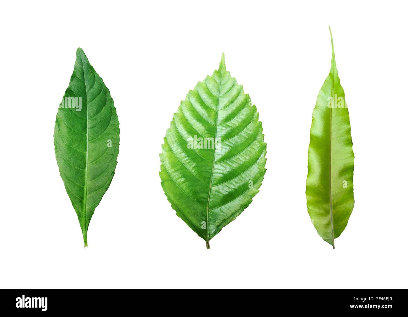 Raccolta di foglie verdi isolate su sfondo bianco. Fogliame fresco con percorso di ritaglio Foto Stock