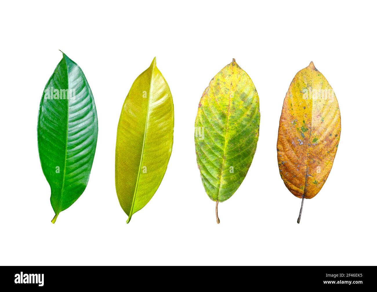 Raccolta di foglie di mangostene isolate su sfondo bianco. Fogliame fresco con percorso di ritaglio Foto Stock