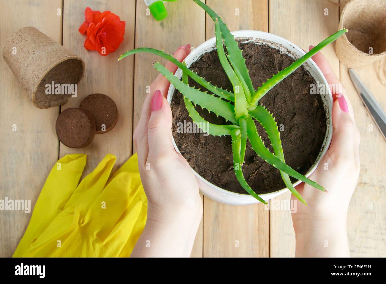 La donna tiene il vaso di aloe vera nelle sue mani. Concetto di giardinaggio domestico. Piante medicinali in crescita per cosmetologia casalinga. Foto Stock