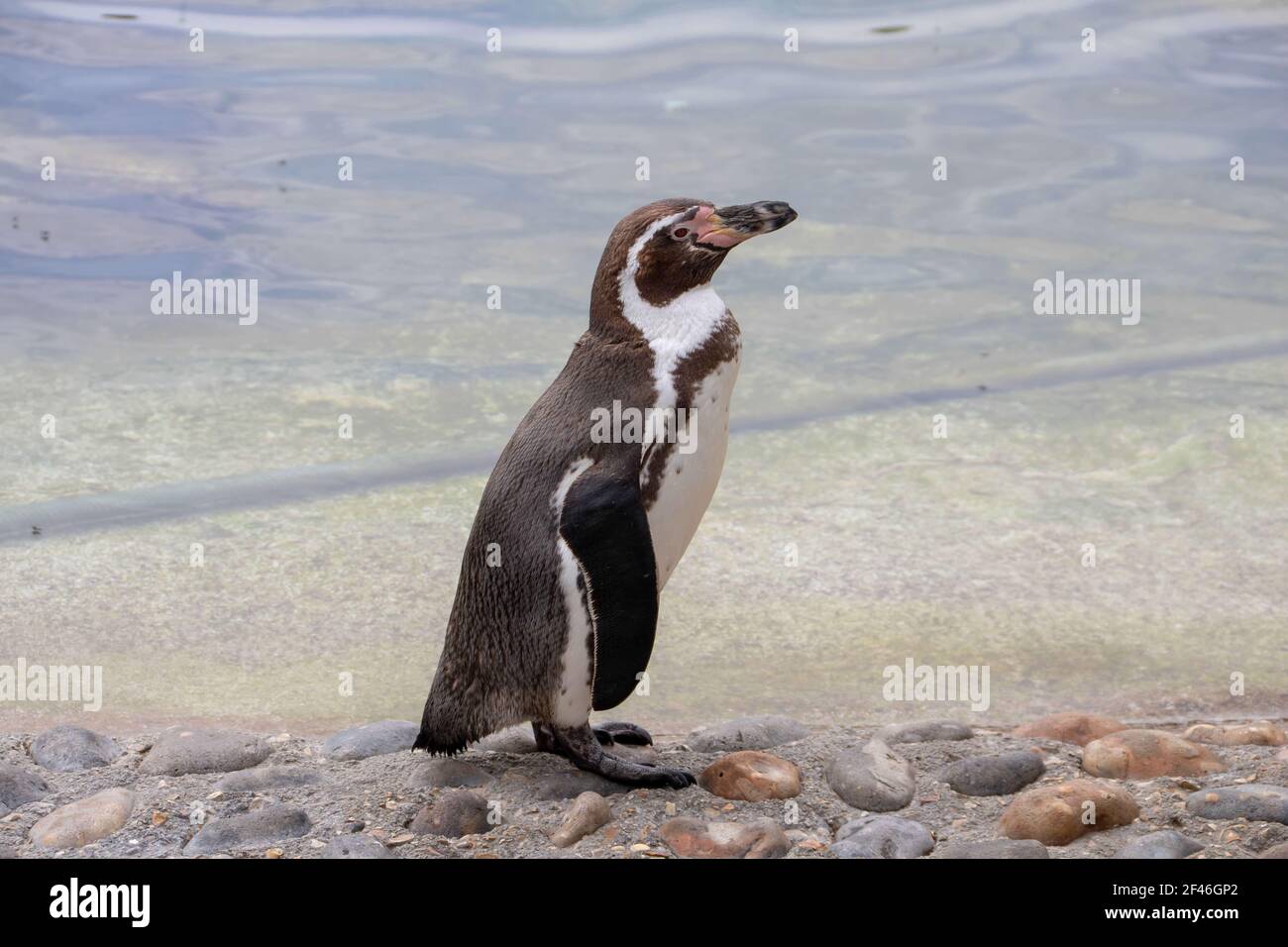 posizione eretta del pinguino Foto Stock