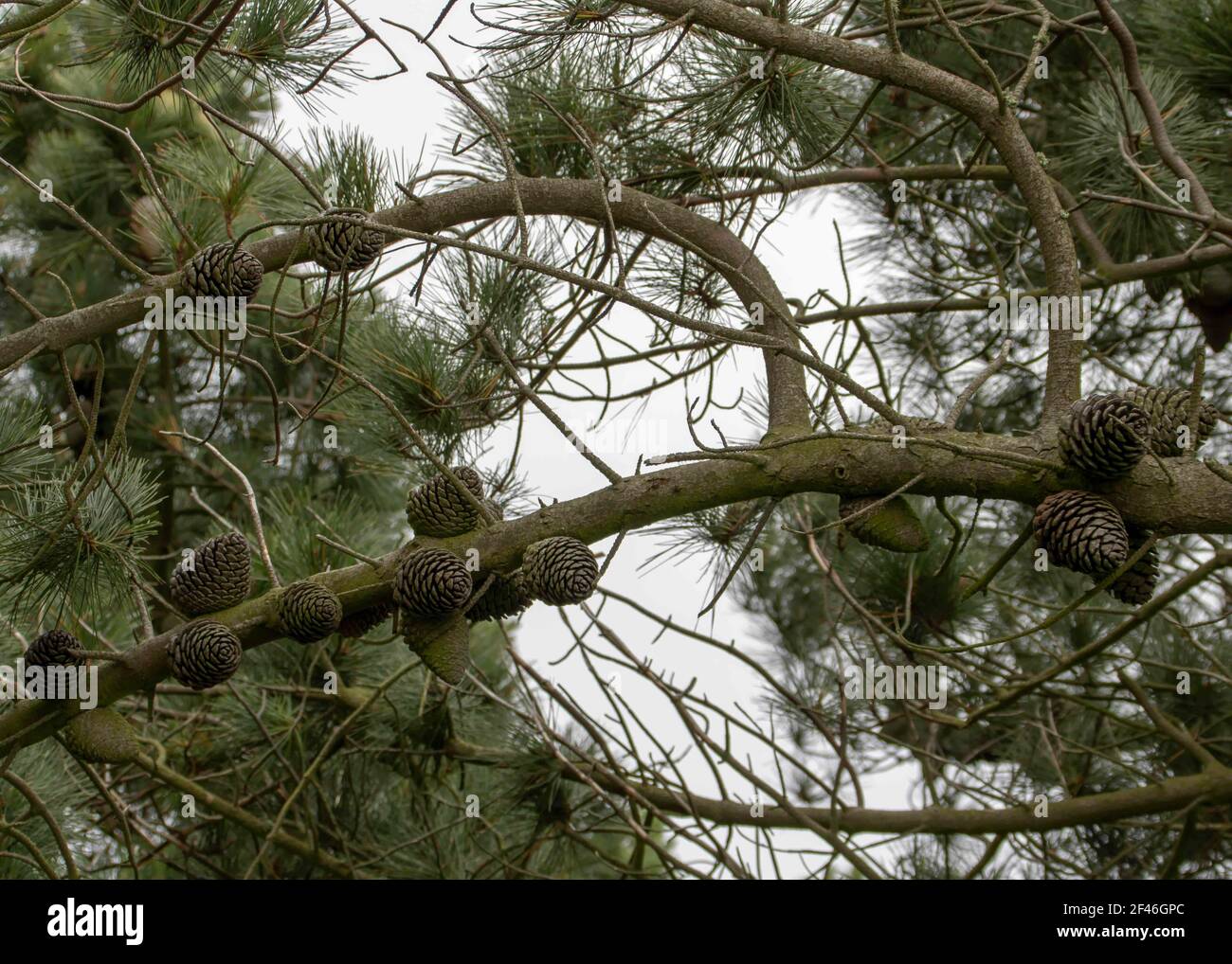 coni di pino appesi ad un albero di pino Foto Stock