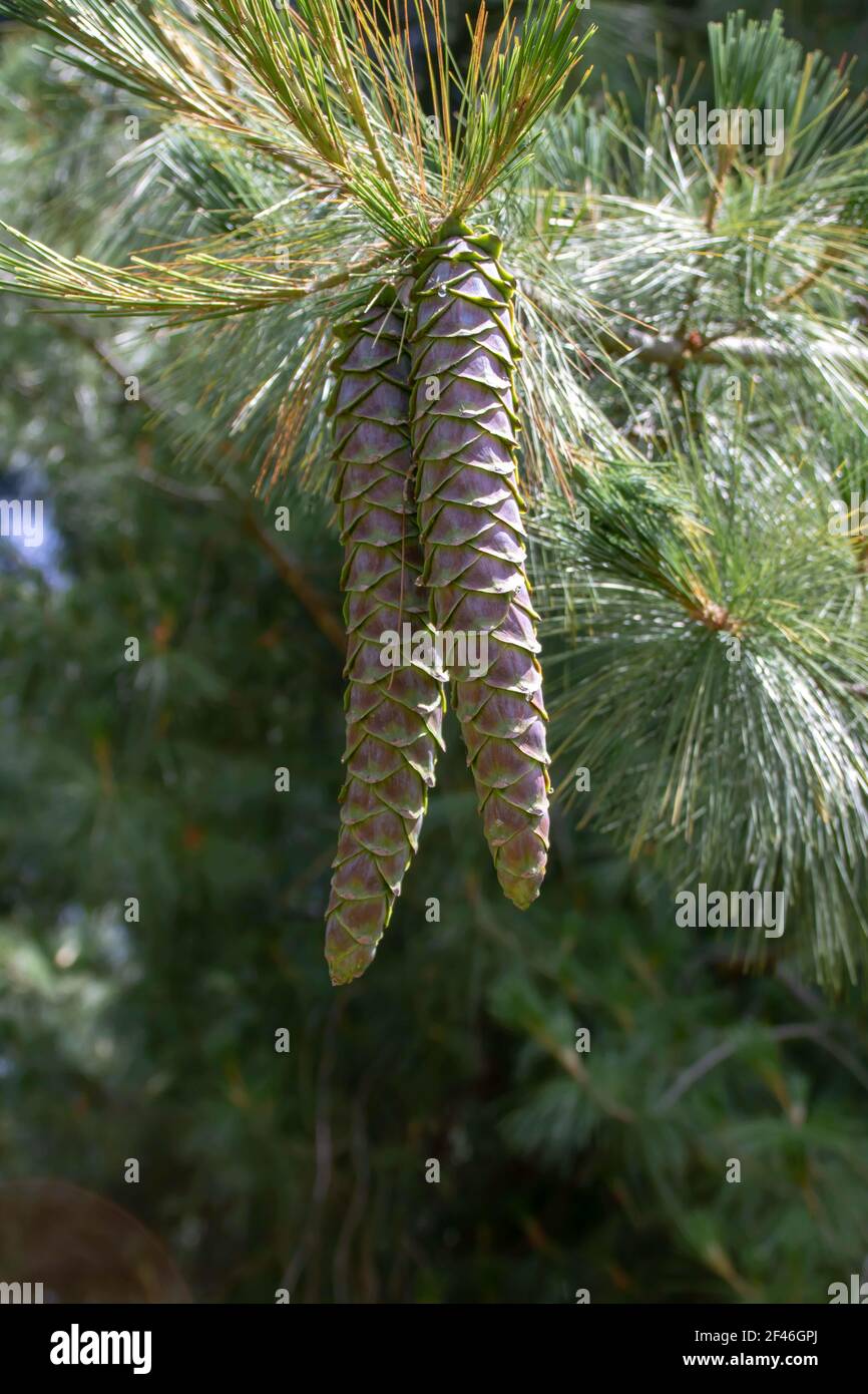 coni di pino che crescono pronti per essere decorati per le decorazioni di natale Foto Stock