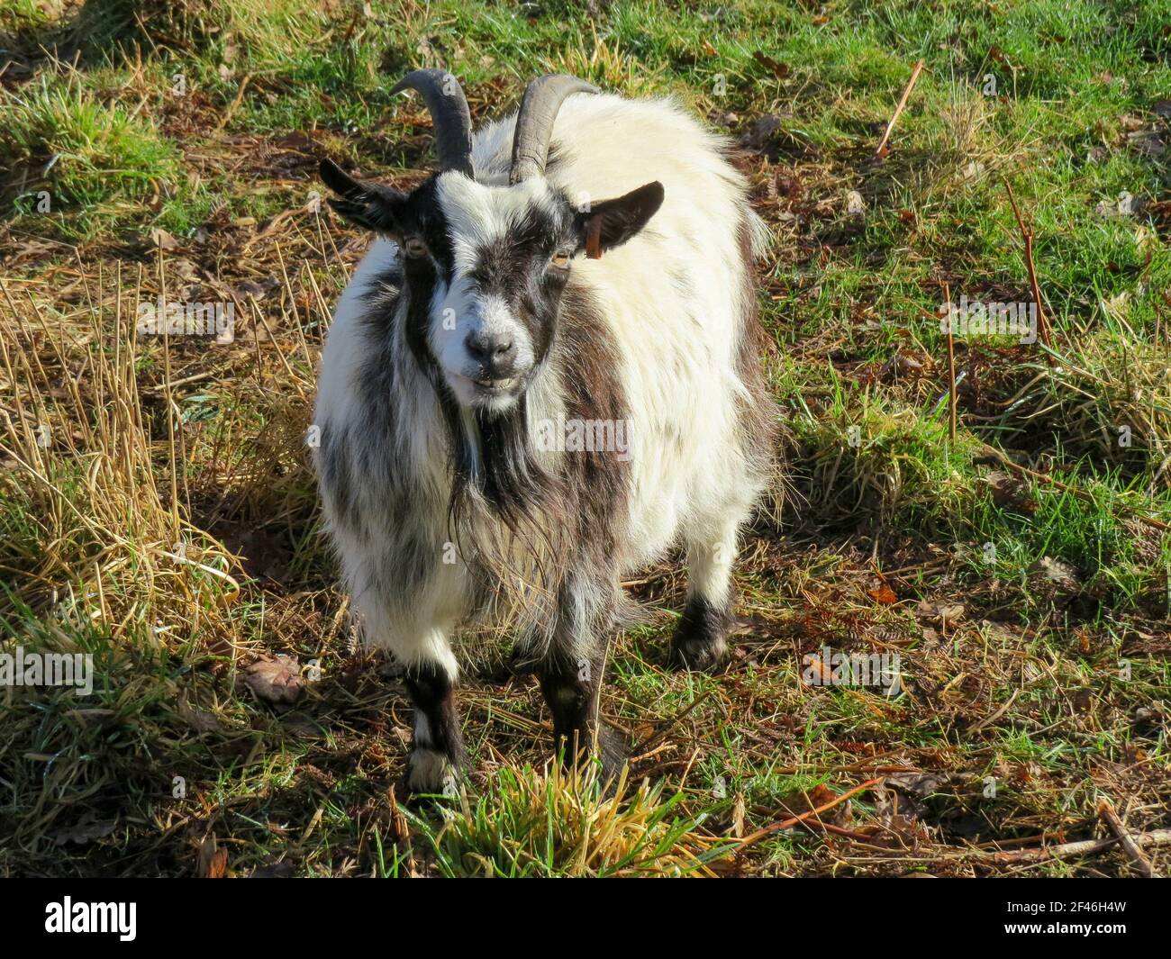 piccola capra bianca e nera sorridente per la macchina fotografica piccola capra bianca e nera sorridente per la macchina fotografica Foto Stock