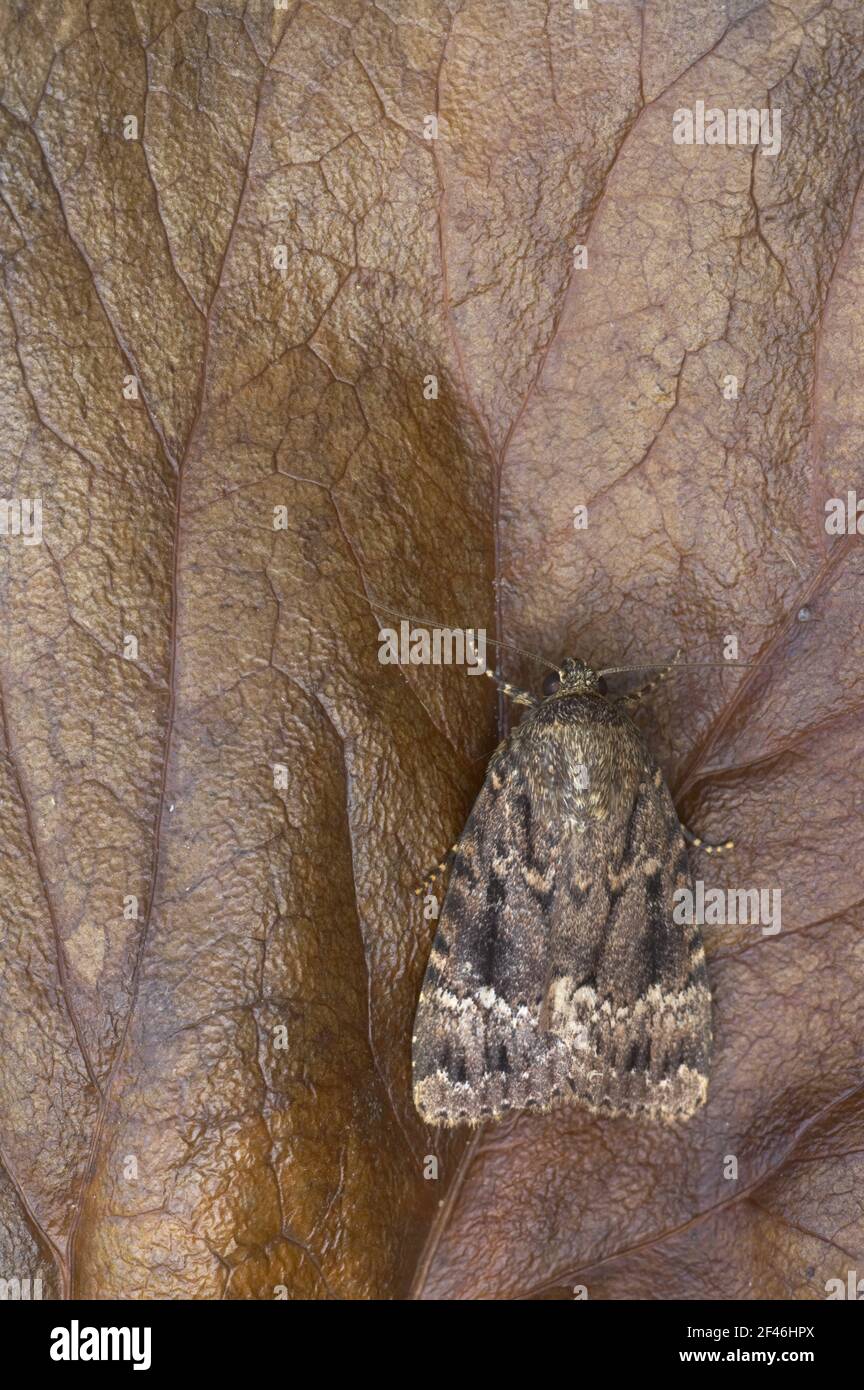 Rame Underwing Moth Amphipyra piramidea Essex, UK IN000403 Foto Stock