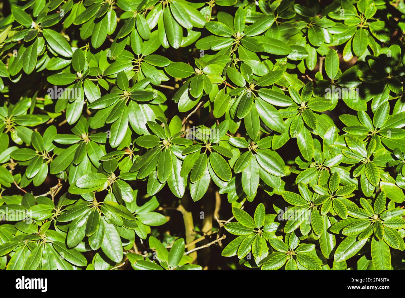 Consistenza di foglie di rododendro in una giornata di sole in giardino. Foto Stock