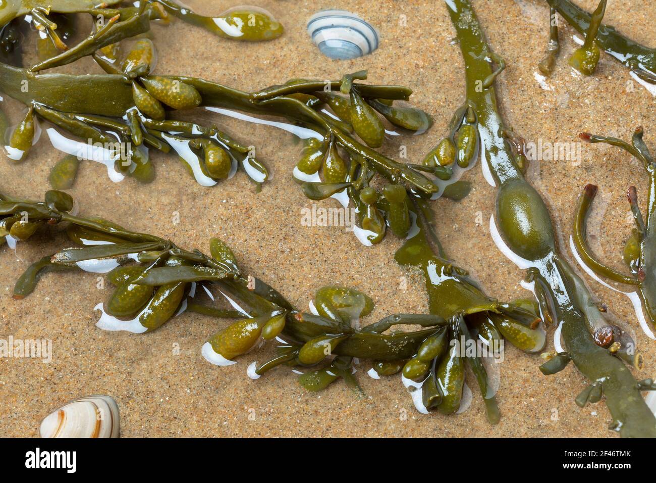 Fresh Bladder rack alghe marine in acqua limpida, sabbia e conchiglie da vicino Foto Stock