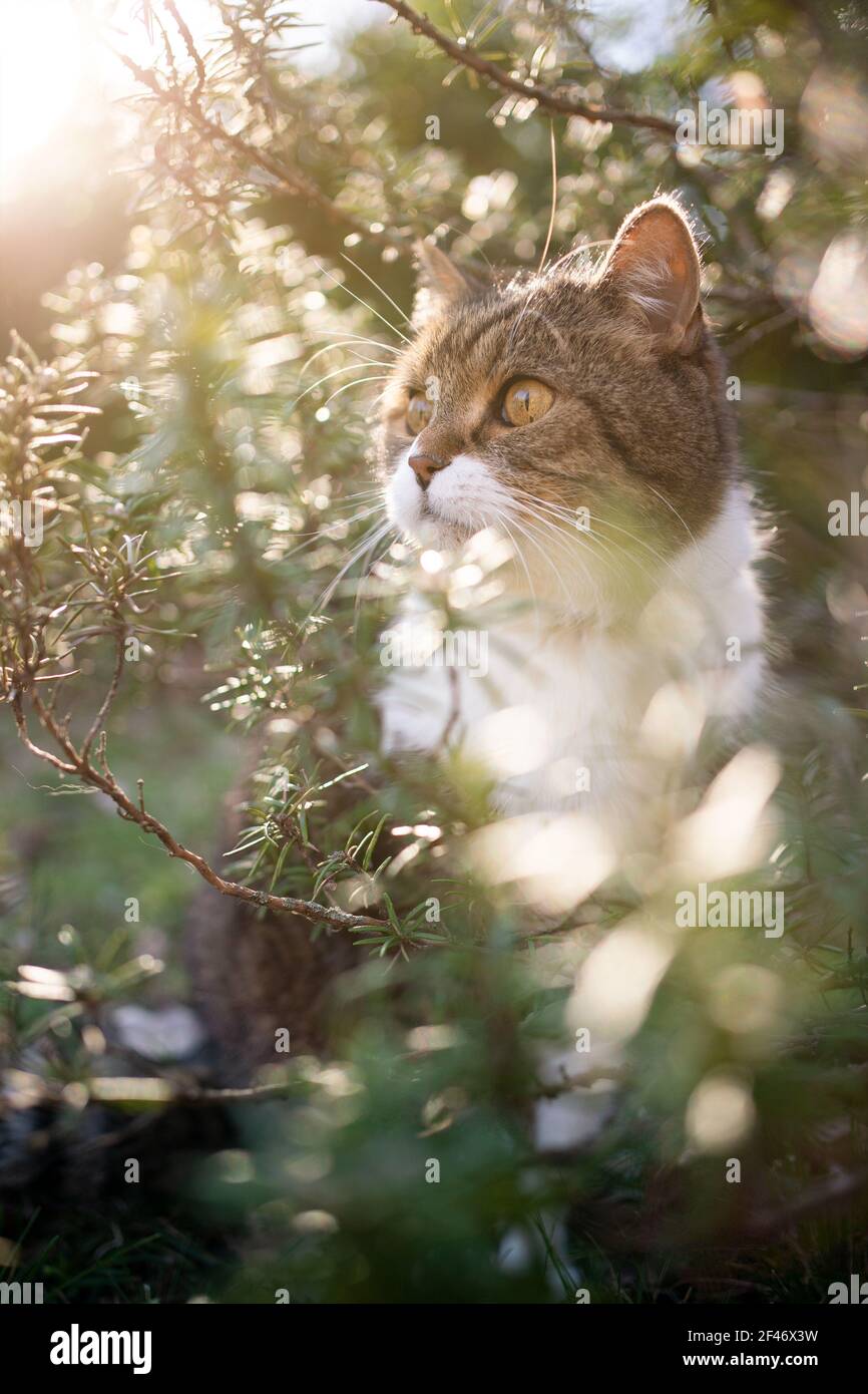 tabby gatto shorthair britannico bianco seduto in mezzo al verde rosmarino cespuglio all'aperto in una natura soleggiata che guarda di lato Foto Stock