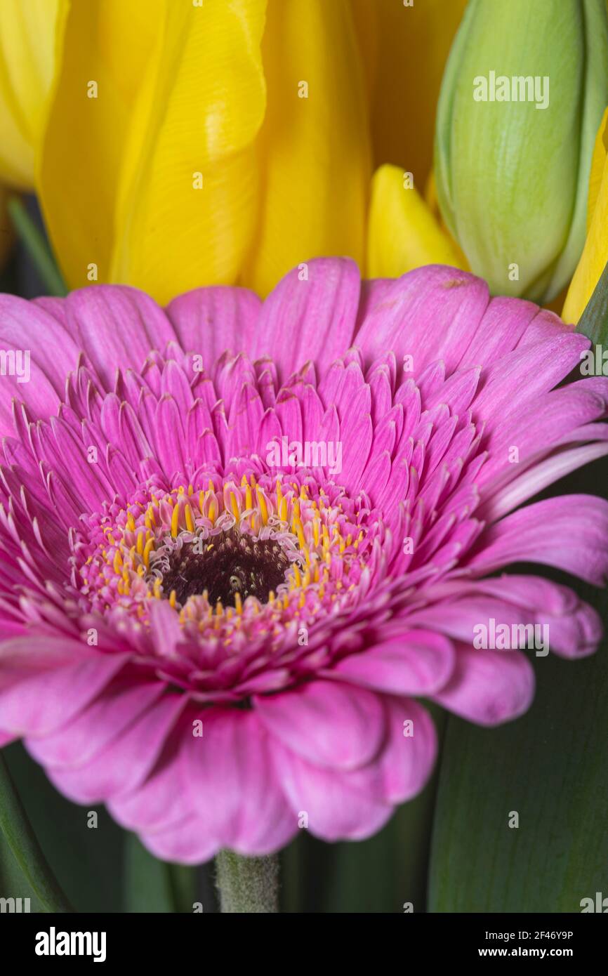 Gerbera rosa fiore in fiore primo piano stil Foto Stock