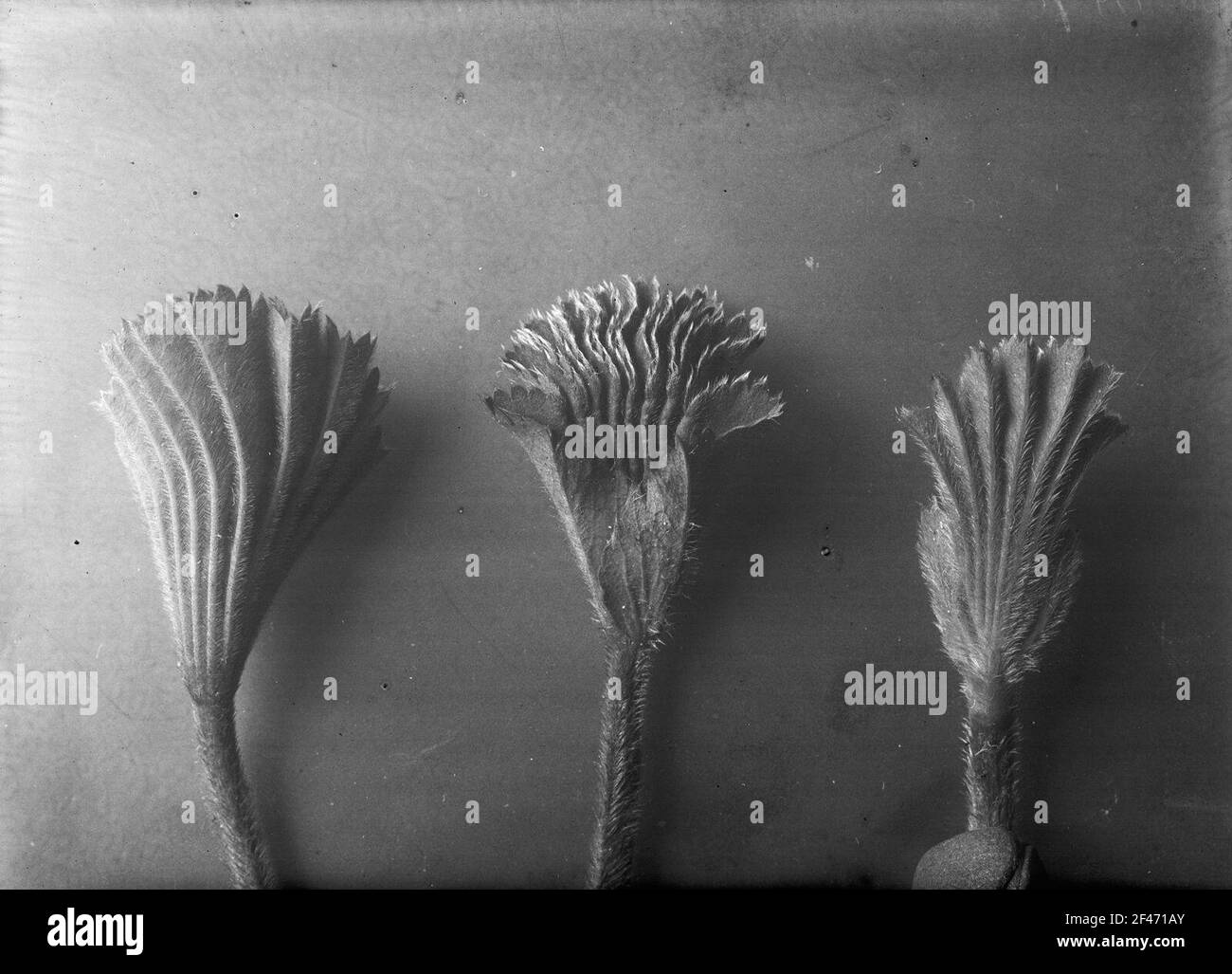 Studio delle piante con infiorescenza Foto Stock