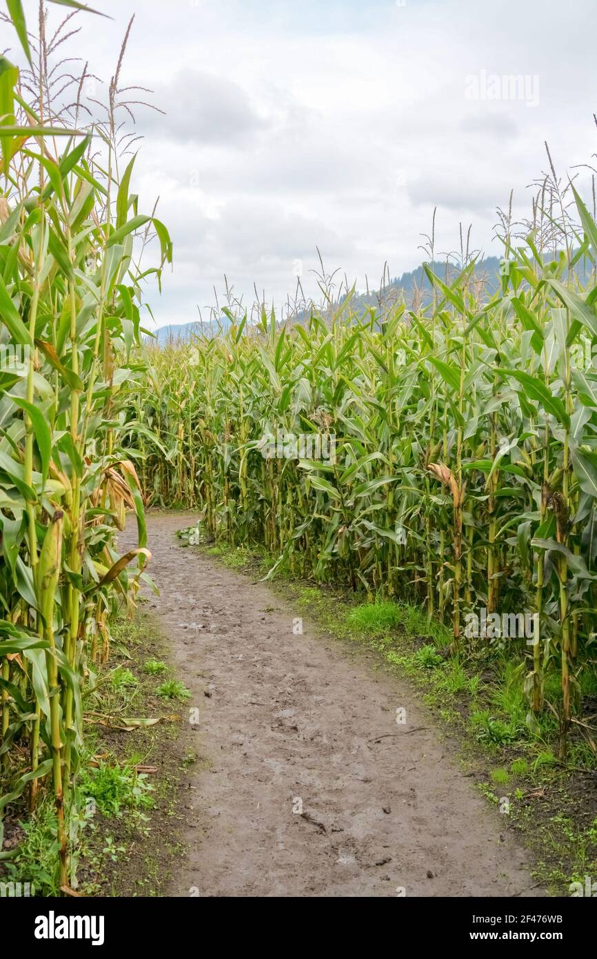 Sentiero fangoso attraverso il campo di mais contadino in giornata nuvolosa Foto Stock