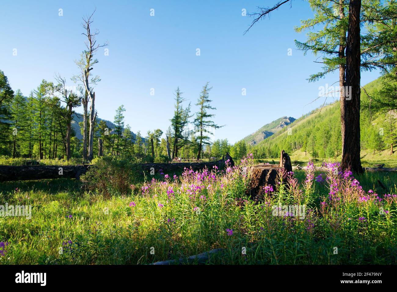 Vista dall'area selvaggia della Mongolia - prato fiorito e larice Legno - montagna Sayan - parco nazionale gorhi-terelj - Mongolianational parco - Mongolia Foto Stock