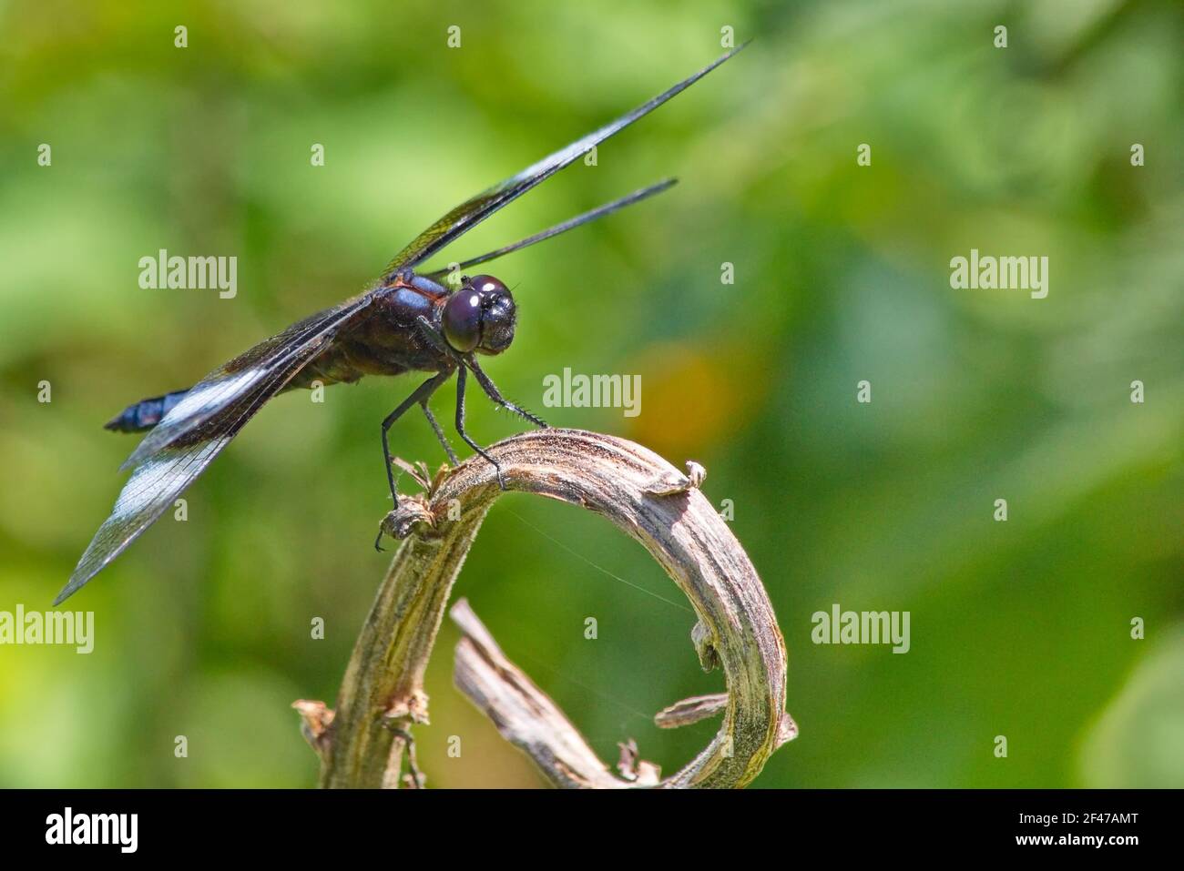 Vista orizzontale di una libellula skimmer appollaiata sulla parte superiore di un gambo asciutto della pianta con un piacevolmente fuori del fuoco verde fogliame sfondo Foto Stock