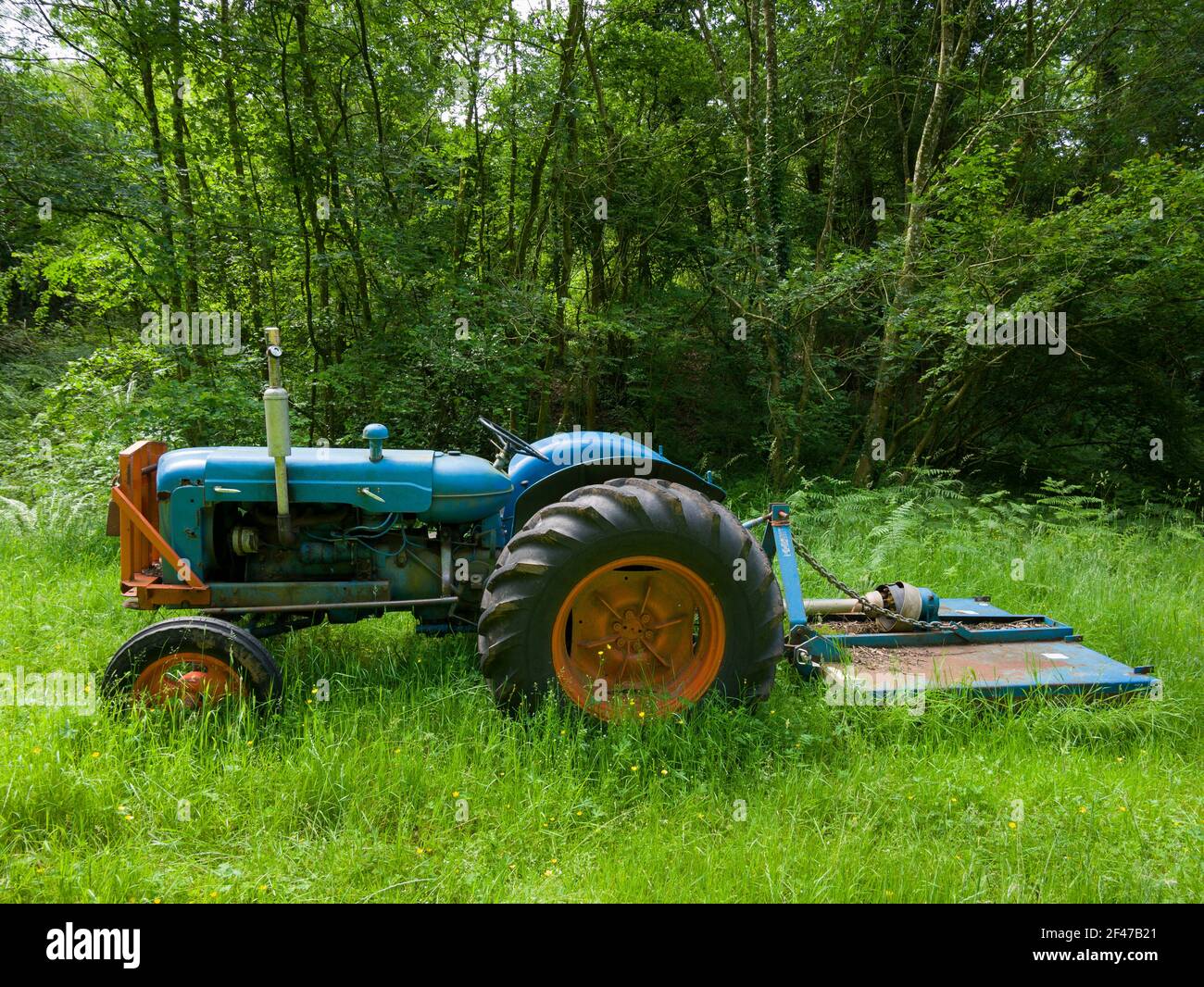 Un vecchio trattore diesel Fordson Super Major in erba lunga in un terreno boscoso. Foto Stock