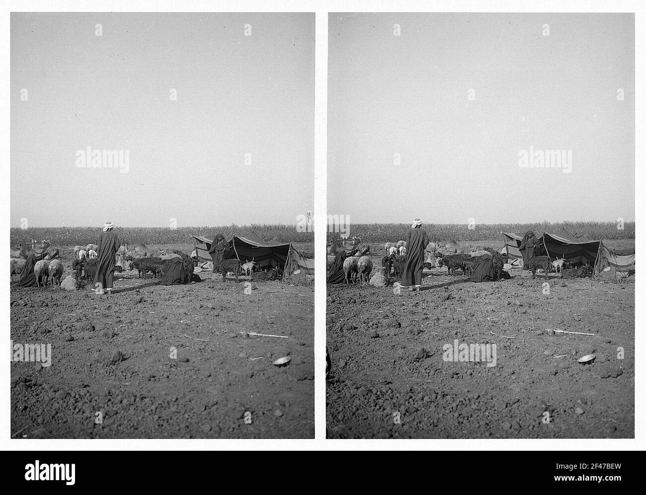 Cairo (Egitto). Accampamento beduino con tende (progettate con rami impostati) e pecore di fronte ad un campo Foto Stock