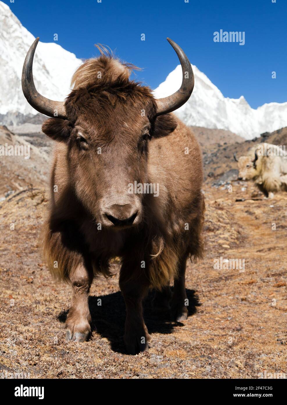 Yak sulla strada per il campo base Everest e il monte Pumo ri - Nepal Foto Stock