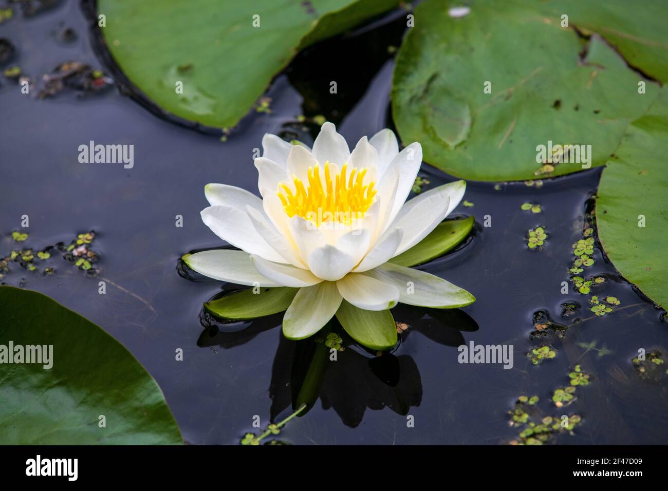 Un unico giglio d'acqua bianco che galleggia in un lago. Piccole rane e diversi tipi di anatre nuotano attraverso questa piccola parte appartata del lago. Foto Stock