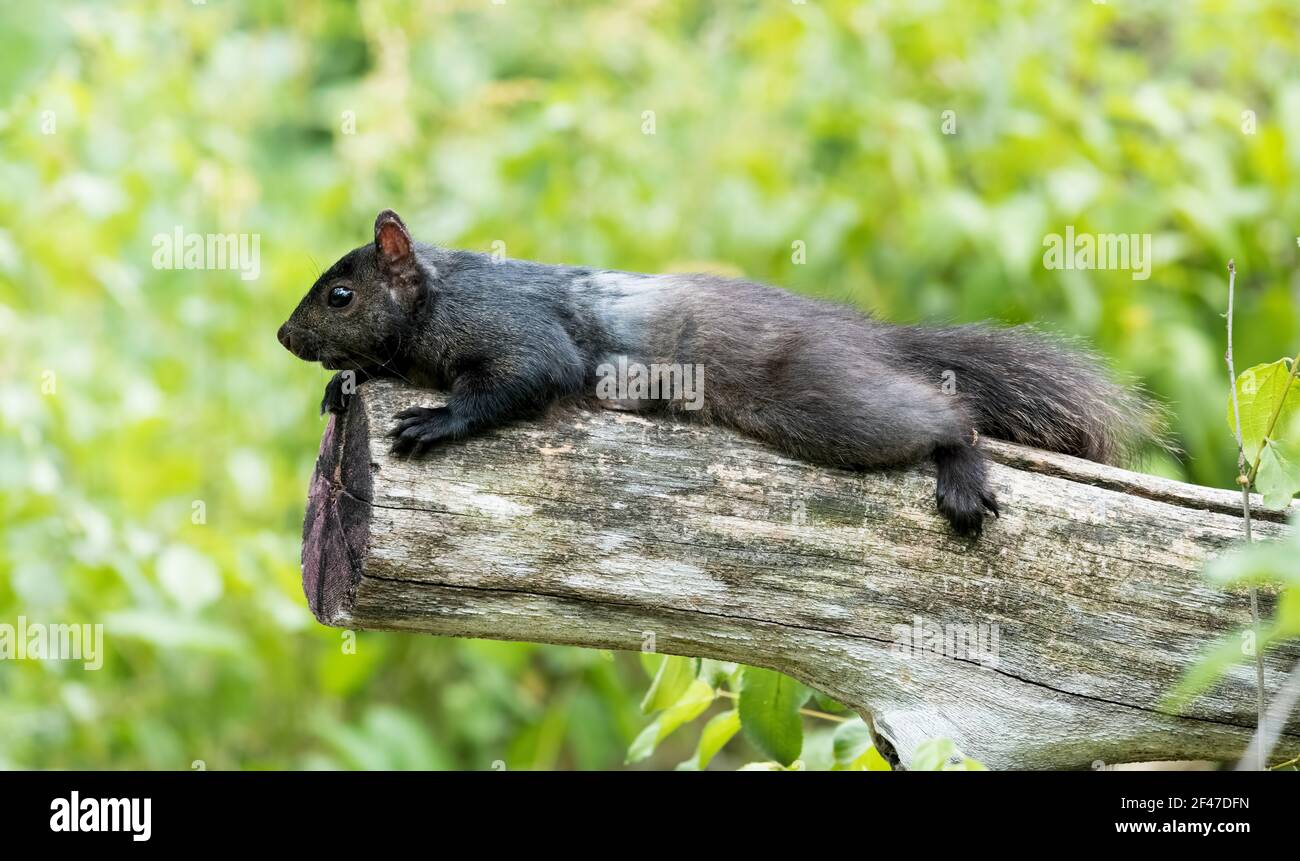 Scoiattolo nero (scoiattolo grigio melanistico orientale) disteso su un tronco con un fondo verde frondoso. Foto Stock