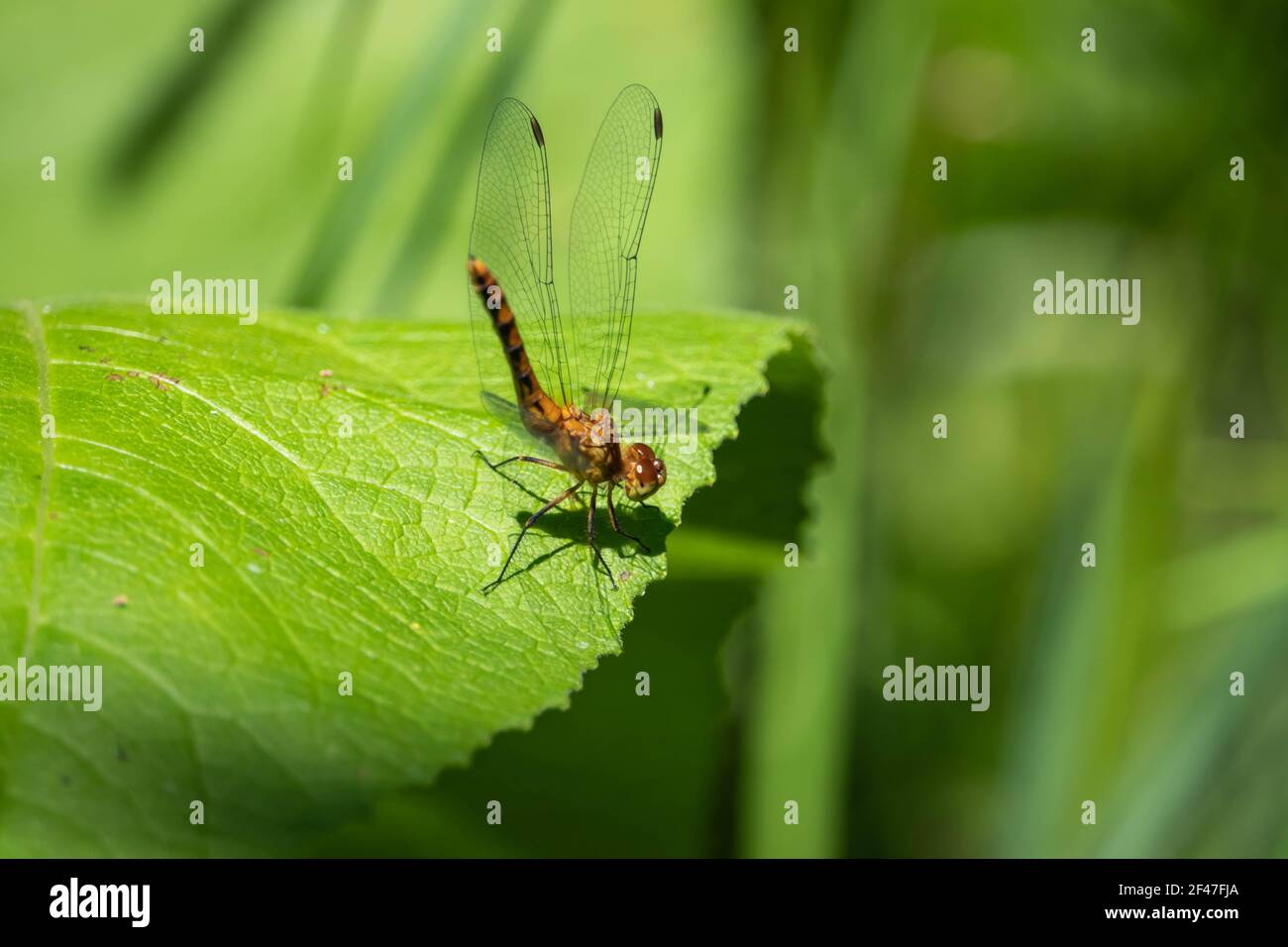 La Dragonfly di Meadowhawk in estate Foto Stock