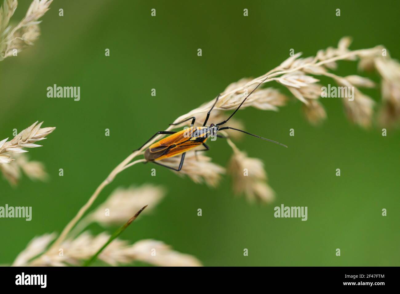 Prato pianta Bug in estate Foto Stock