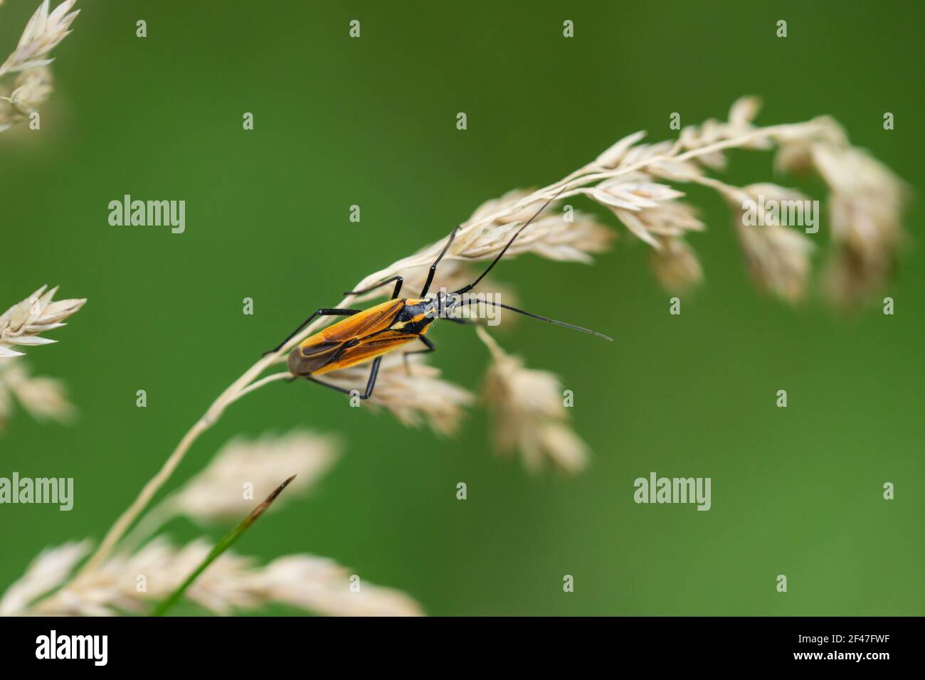 Prato pianta Bug in estate Foto Stock
