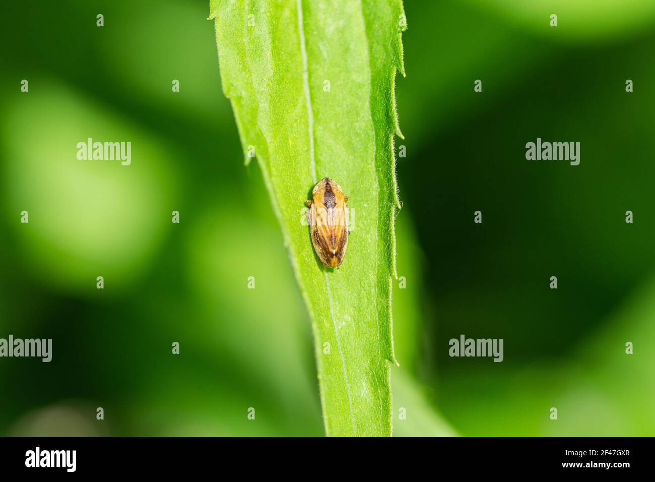 Meadow Spittlebug su foglia in estate Foto Stock