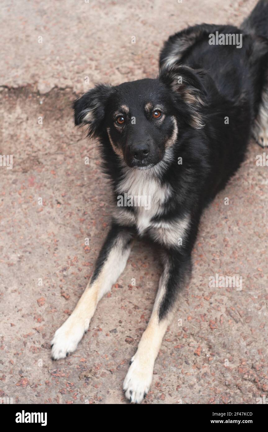 senza tetto cane bianco e nero seduto sul marciapiede Foto Stock