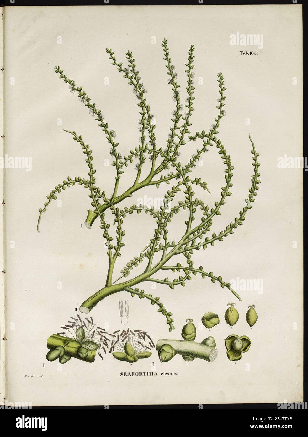 Storia naturale degli alberi. Seaforthia elegante Foto Stock