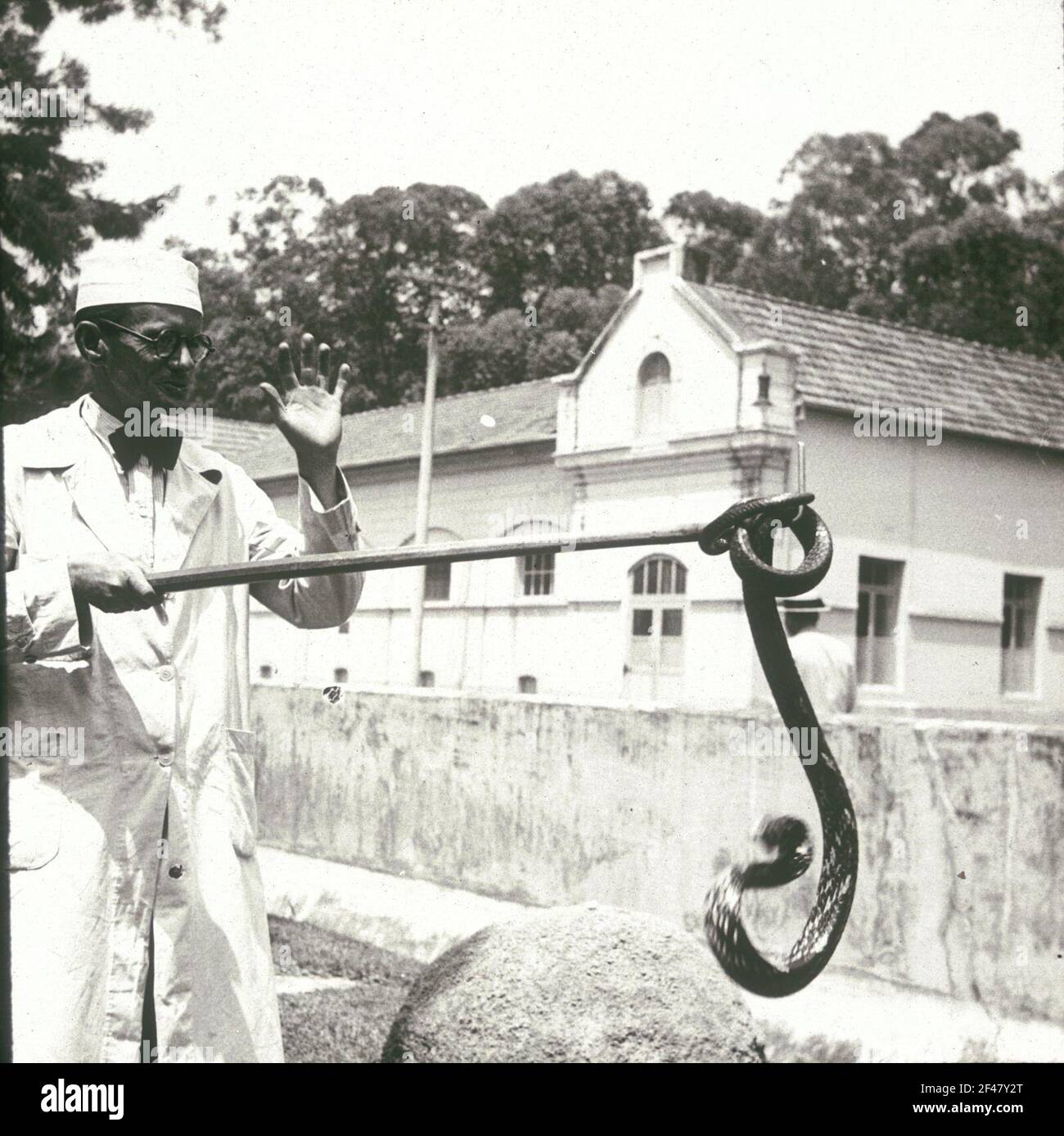 Spettacolo di serpenti all'Instituto Butantan (allevamento di ragni di uccelli e poising) Foto Stock