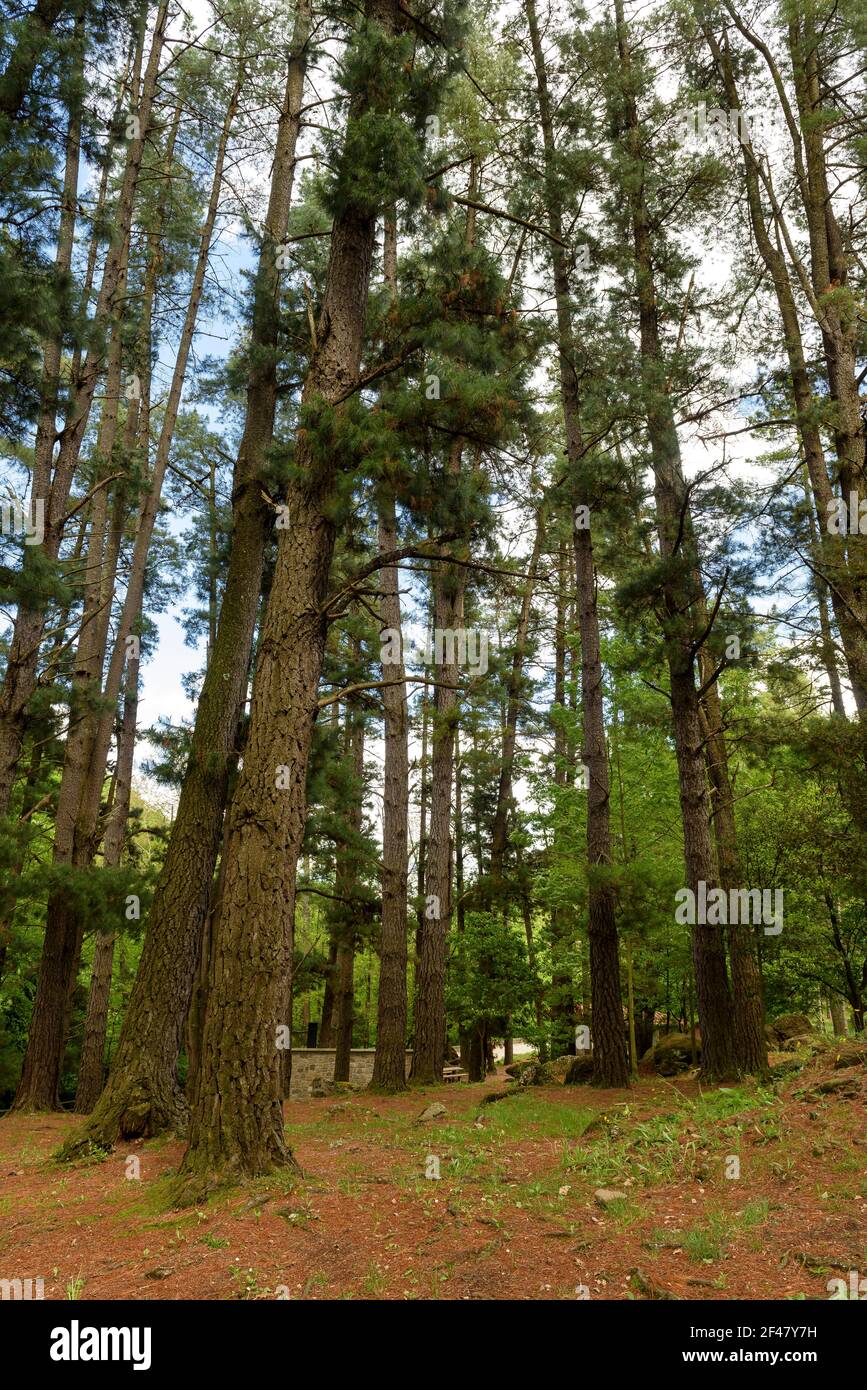 Area pic-nic dels Pins, vicino a Sant Privat d'en Bas nella valle di Vall d'en Bas (Garottxa, Catalogna, Spagna) Foto Stock