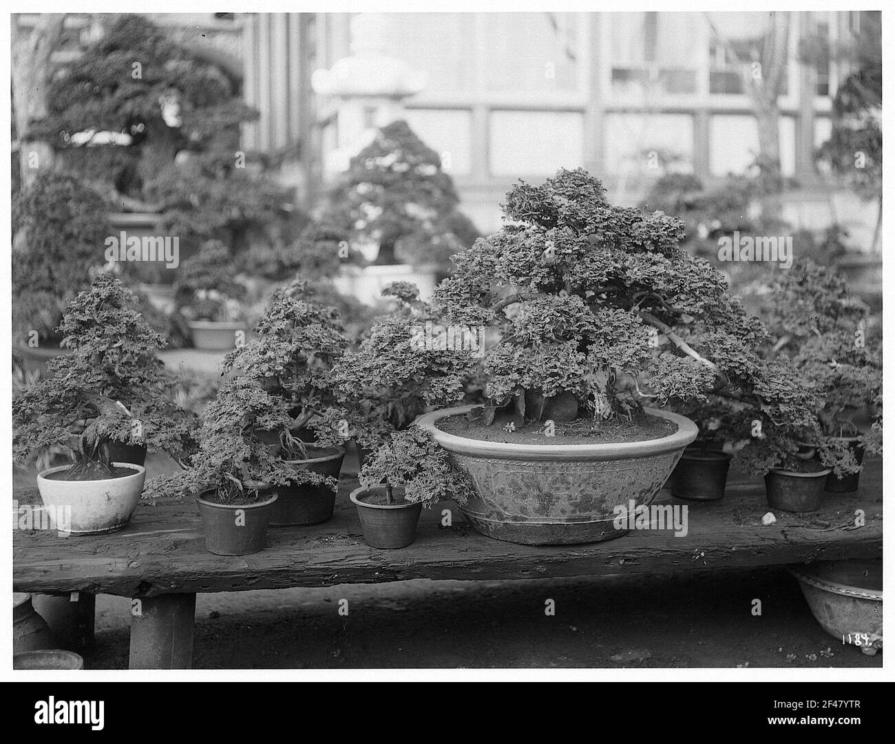 Giappone. Bonsai impianti per casa giapponese Foto Stock