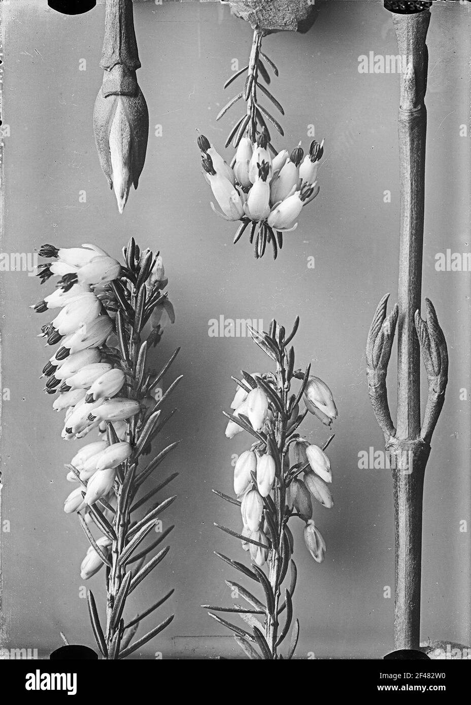 Studio delle piante con infiorescenza, arbusto della perla d'amore (Callicarpa dicotoma), foglie Foto Stock