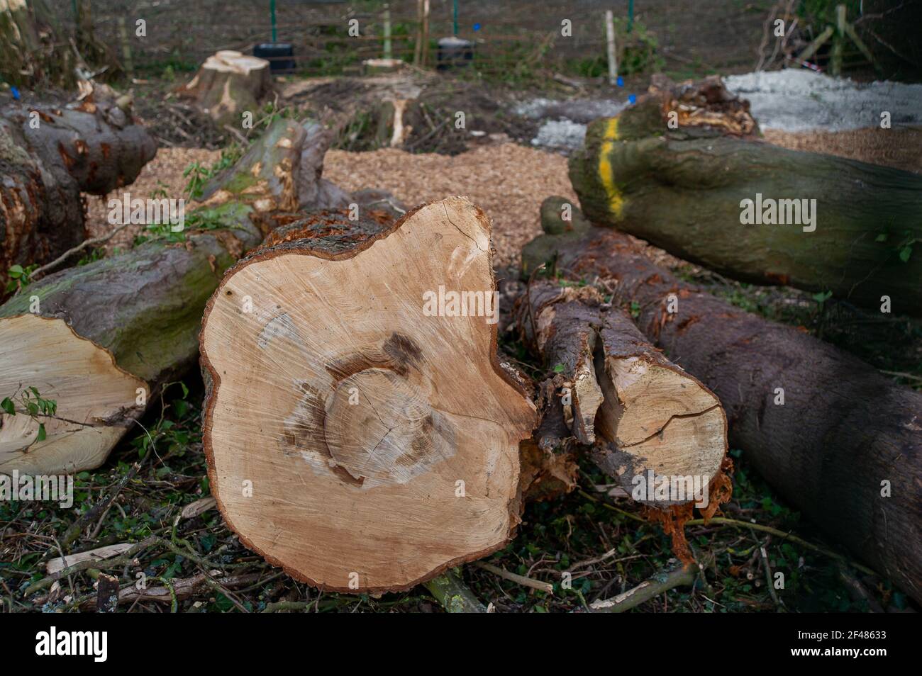 Aylesbury, Regno Unito. 15 marzo 2021. HS2 Ltd hanno abbattuto la maggior parte degli alberi nel medievale Spinney in Small Dean Lane vicino a Wendover, Aylesbury così come una bella coppice nocciolo. I residenti locali sono cuore rotto per vedere la distruzione che HS2 sta causando intorno a Wendover e Aylesbury. High Speed Rail 2 stanno intagliando una enorme cicatrice attraverso le Chilterns, che è un AONB per il controverso collegamento ferroviario da Londra a Birmingham. Credito: Maureen McLean/Alamy Foto Stock