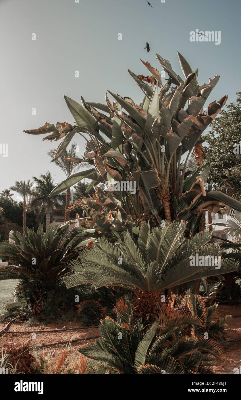Giardino Botanico con piante esotiche in Medio Oriente. Palme, agave verde e fiori rossi fioriti. Ben tenuto Giardino in Resort City in Sum Foto Stock