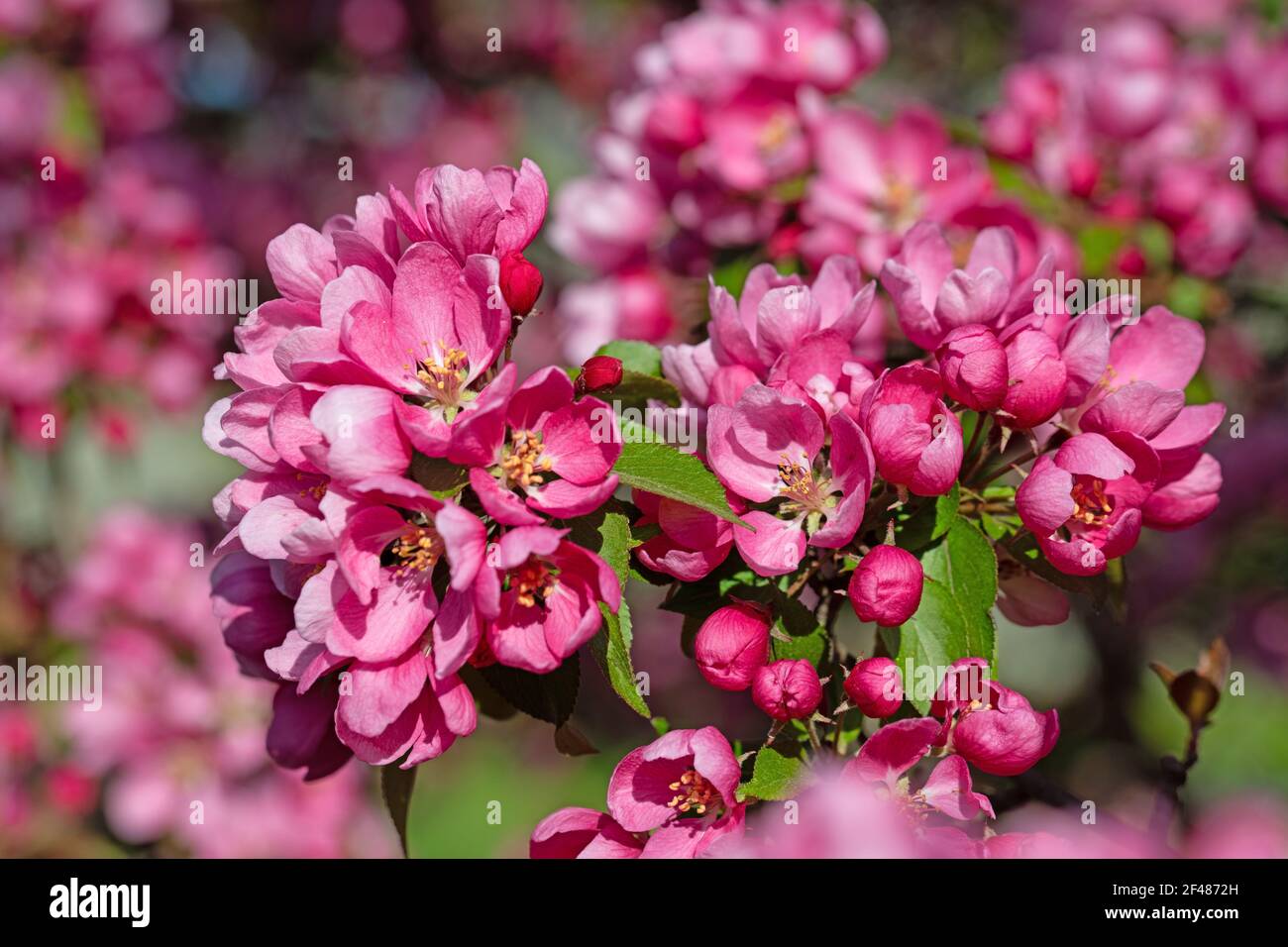 Fioriti melo in primavera Foto Stock