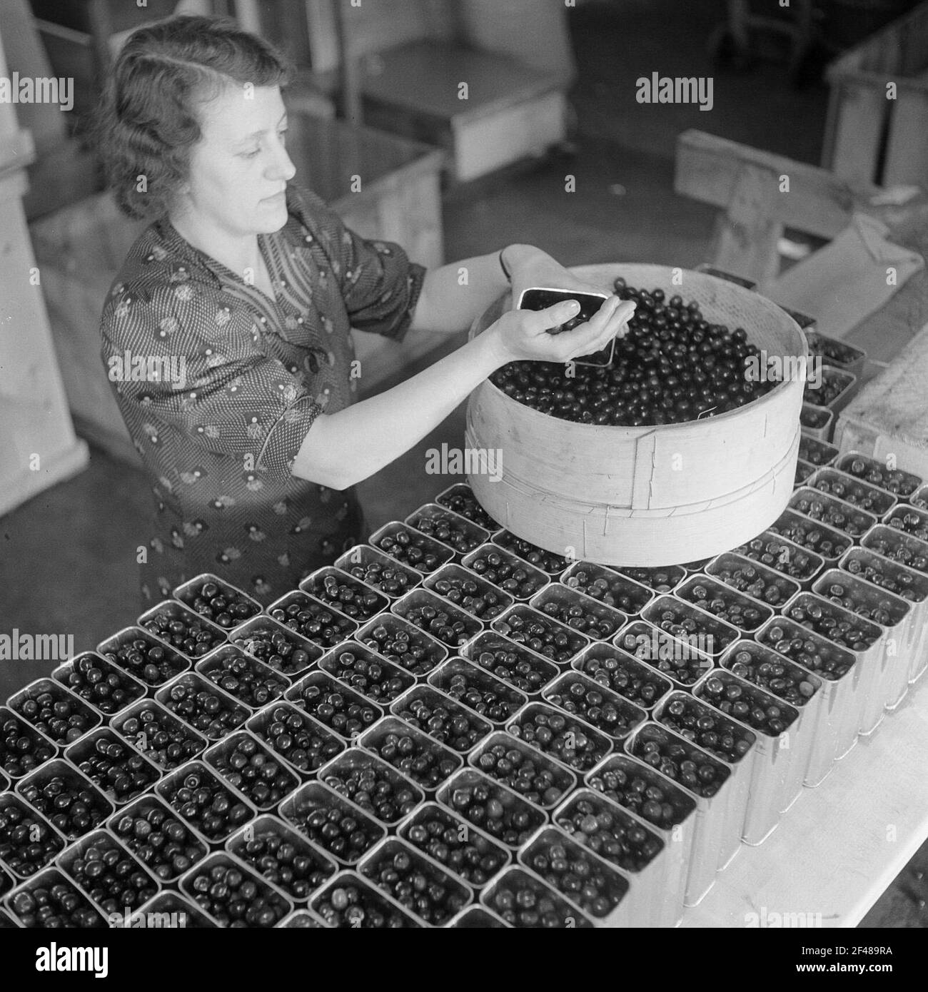 Donna riempie le ciliegie preparate in lattine Foto Stock