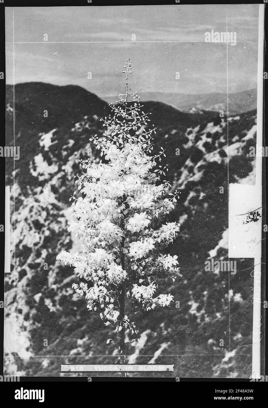 Yucca in fiore Foto Stock