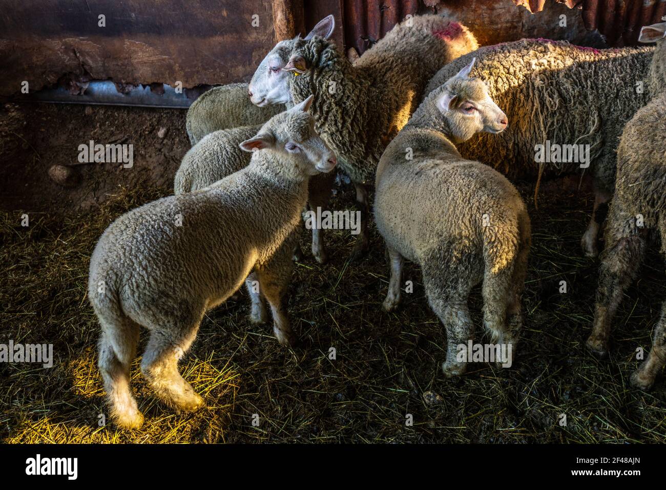 Tre agnelli curiosi e dolci in una stalla di una fattoria abruzzese. Abruzzo, Italia, Europa Foto Stock