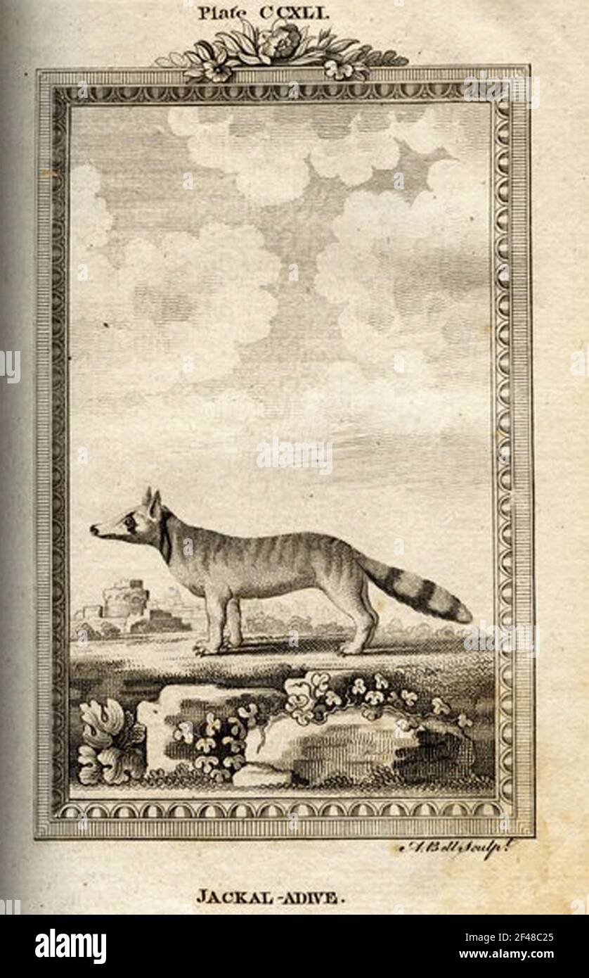 una pagina di un animale dell'enciclopedia vintage con un'incisione di a. mammifero dell'arte classica Foto Stock