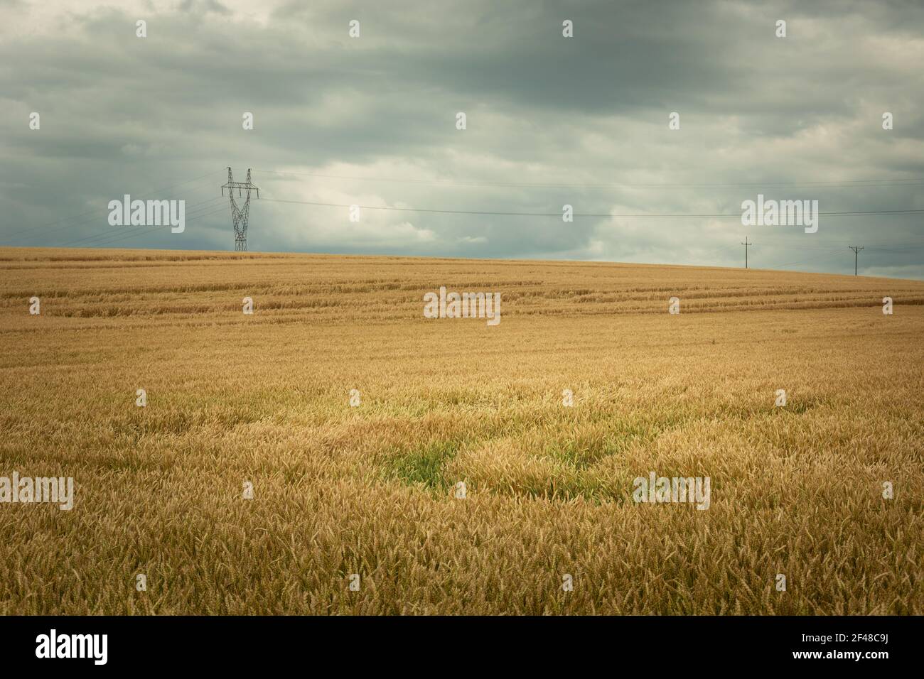 Enorme campo di grano, linea elettrica e cielo piovoso, vista estiva Foto Stock