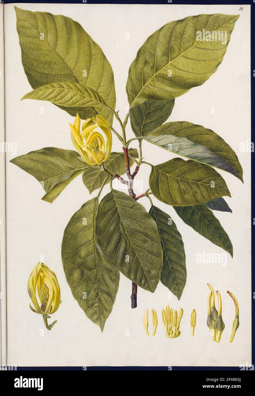 Magnolia acuminata, Blatt 51 Foto Stock