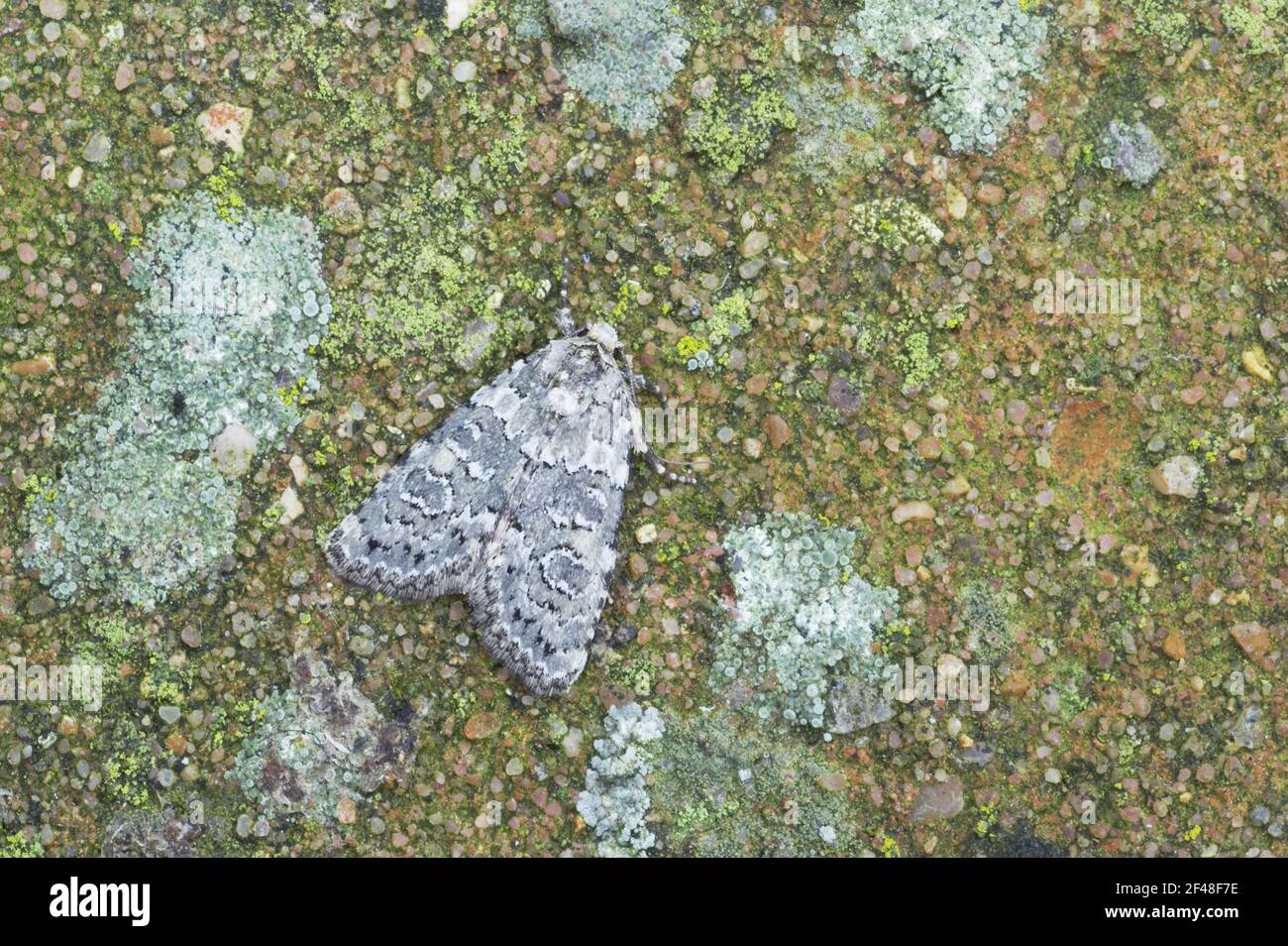 Bellezza in marmo Moth Cryphia domestica Essex, Regno Unito AL000683 Foto Stock