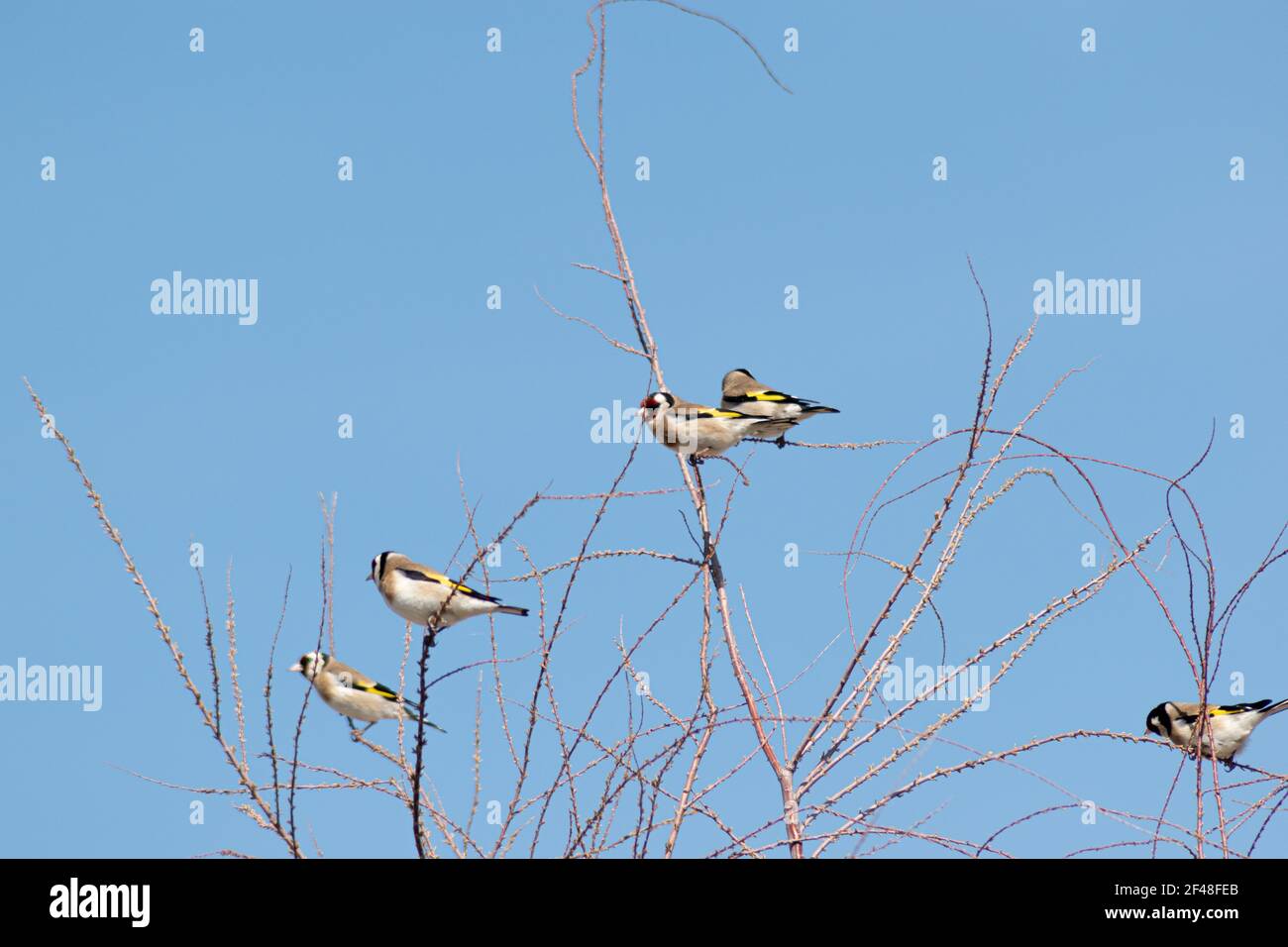 uccelli selvatici goldfinch nel tretop (carduelis carduelis) Foto Stock