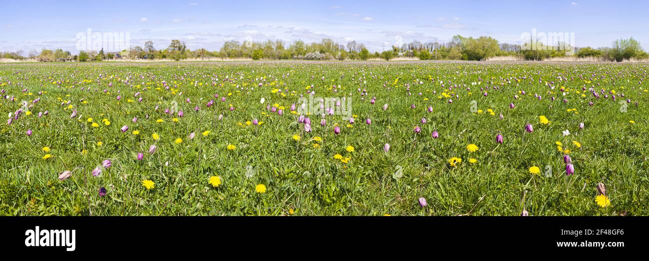 Serpenti testa Fritillaries (Fritillaria meleagris) che cresce sul prato del Nord, Cricklade, Wltshire UK - SSSI manged da Natural England dal fiume Tamigi. Foto Stock