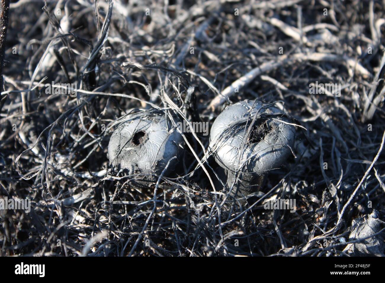 Funghi carbonizzati dopo un incendio di foresta. Riscaldamento globale - cambiamento climatico Foto Stock