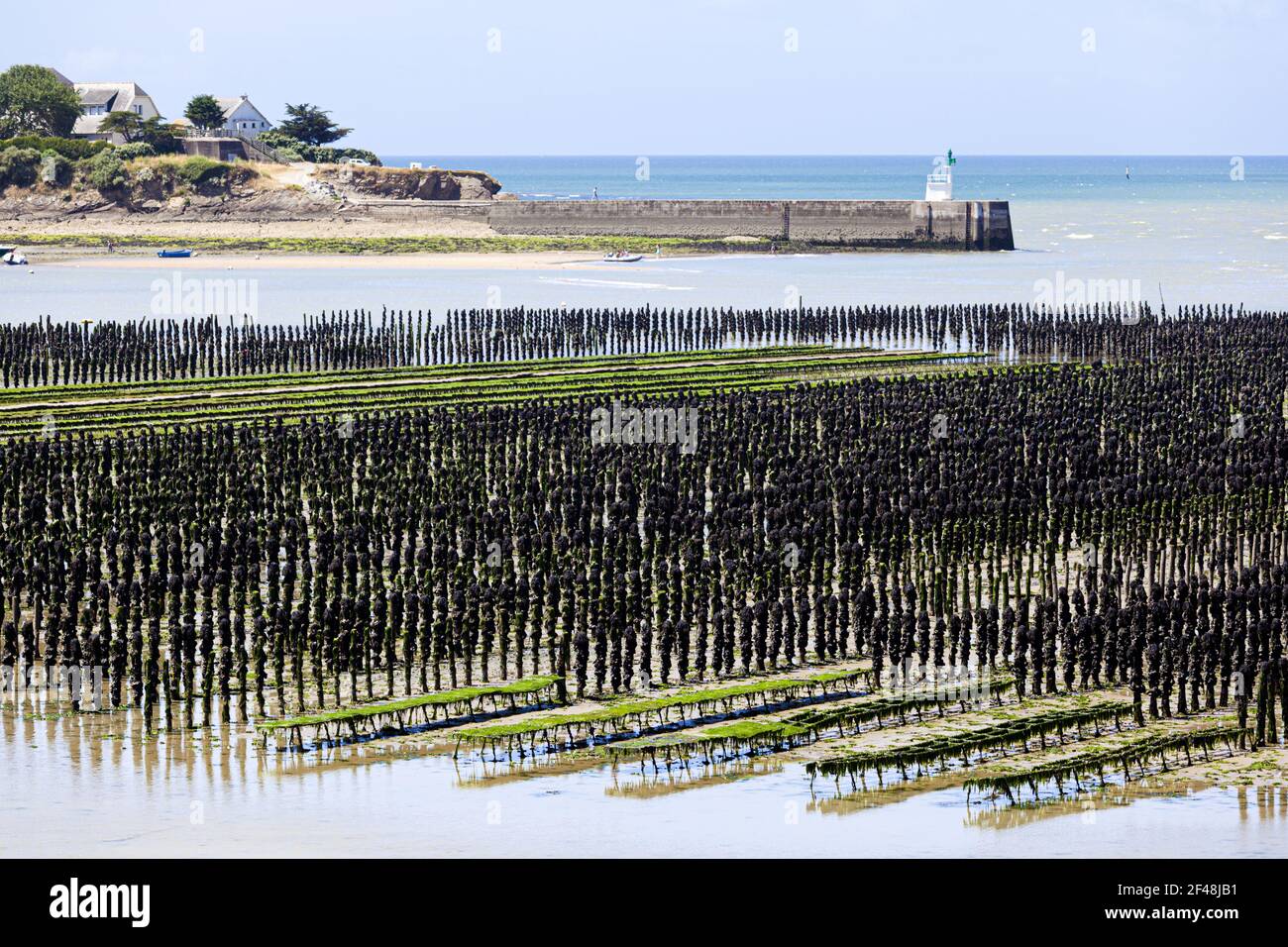 Mitilicoltura in Baie de Pen-Bé, Loire-Atlantique, Francia Foto Stock